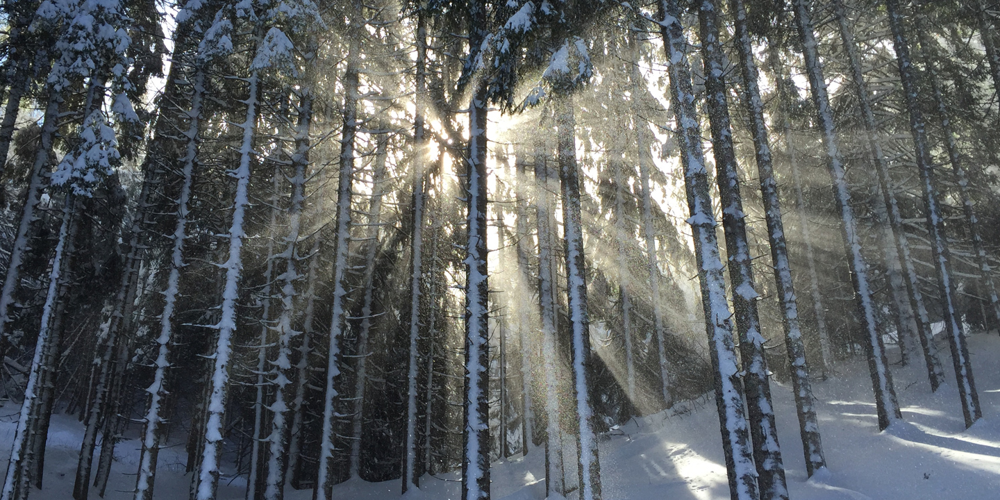 sunlight through snow covered trees
