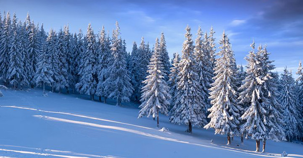 beautiful winter snow scene